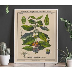 Coffee Botanical Poster Coffea Arabica Coffee Poster Cafe Decor